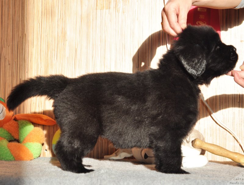 Фото: Бегущая по волнам Ринг оф Фаер