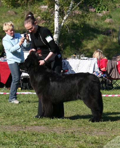 Фото: ньюфаундленд Arh B'yuti Oksi Svet (Арх Бьюти Окси Свет)