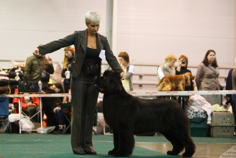 Фото: Nina Bazulina (Нина Базулина), ньюфаундленд S'Nezhnaya Vjuga Amorone Sartori (С'Нежная Вьюга Амороне Сартори)