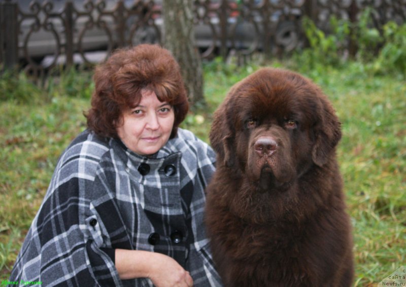Фото: ньюфаундленд Charli The Best Helfi Pel (Чарли Де Бест Хелфи Пэл), Elena SHmeleva (Елена Шмелева)