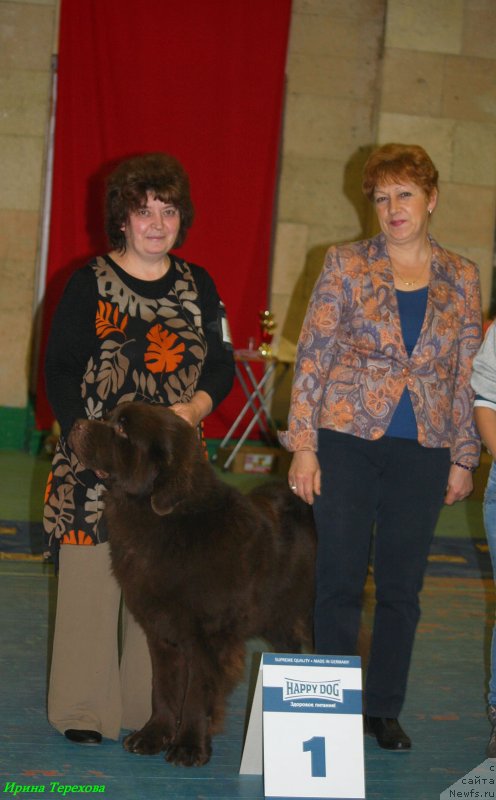 Фото: ньюфаундленд Charli The Best Helfi Pel (Чарли Де Бест Хелфи Пэл)