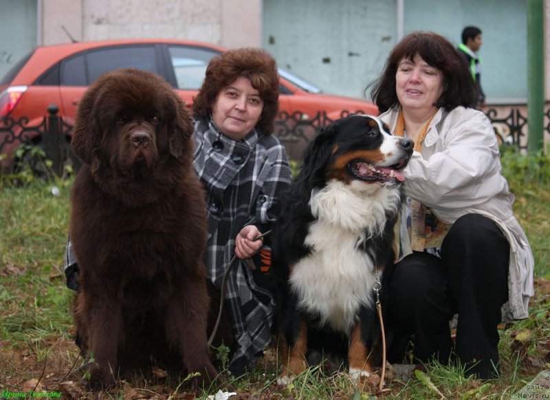 Фото: ньюфаундленд Charli The Best Helfi Pel (Чарли Де Бест Хелфи Пэл), Лари