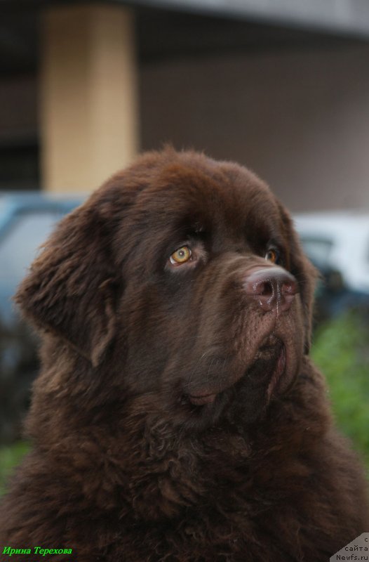 Фото: ньюфаундленд Charli The Best Helfi Pel (Чарли Де Бест Хелфи Пэл)