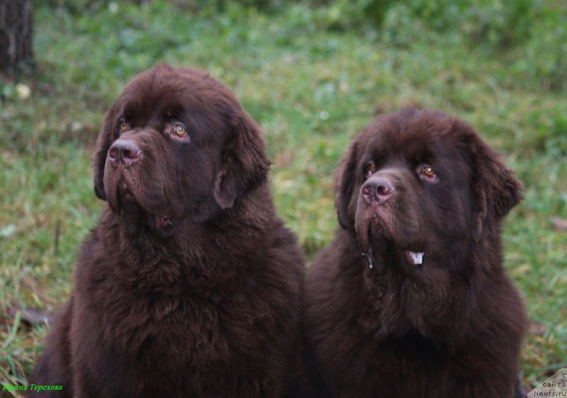 Фото: ньюфаундленд Charli The Best Helfi Pel (Чарли Де Бест Хелфи Пэл), ньюфаундленд Charmer Denkam Bronze (Чармер Денкам Бронз)