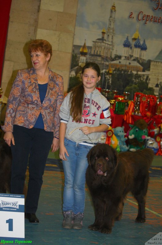 Фото: ньюфаундленд Charmer Denkam Bronze (Чармер Денкам Бронз), Маша