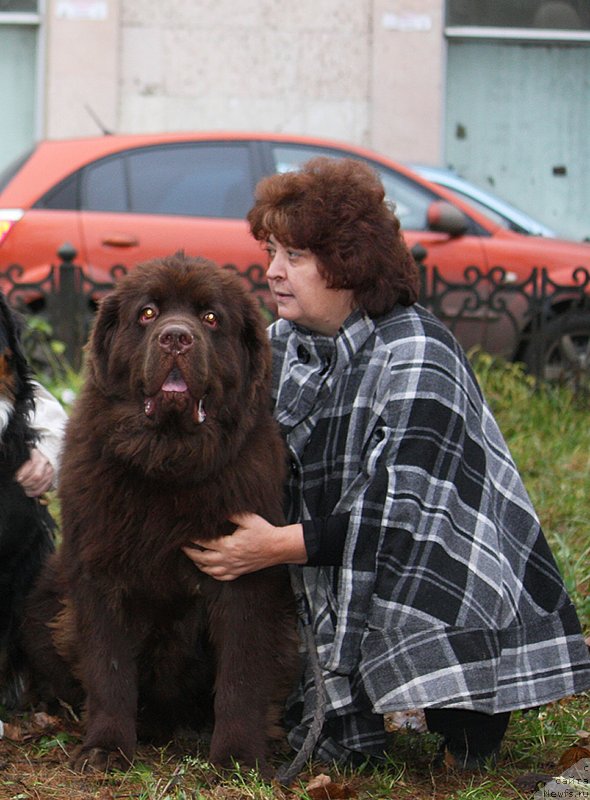 Фото: ньюфаундленд Charmer Denkam Bronze (Чармер Денкам Бронз), Elena SHmeleva (Елена Шмелева)