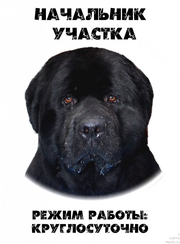 Фото: ньюфаундленд Uluvatu Devi Dan (Улувату Деви Дан)