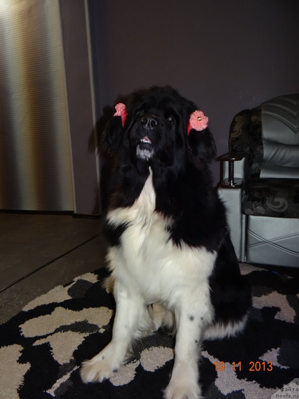 Фото: ньюфаундленд Fiamettahauz Pretti Drim (Фиаметтахауз Претти Дрим)