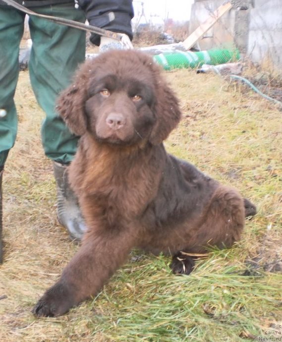 Фото: дочь, ньюфаундленд Dar Svezyi Akuna Matata (Дар Свезы Акуна Матата), ньюфаундленд Super Premium Brabus (Супер Премиум Брабус)