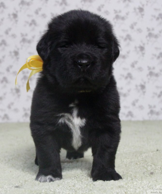 Фото: АС. Н...