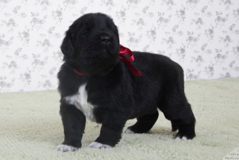 Фото: АС. Н...