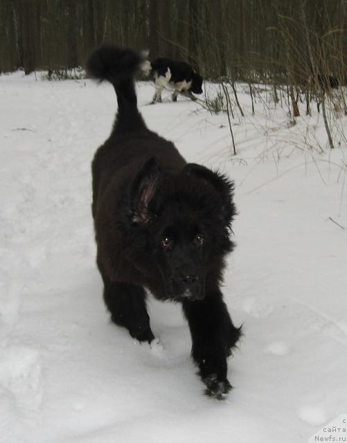 Фото: ньюфаундленд Barbara CHernyiy Bril'yant (Барбара Черный Брильянт)
