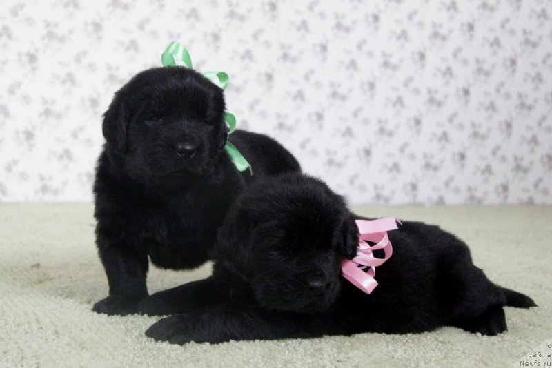 Фото: АС. Н...