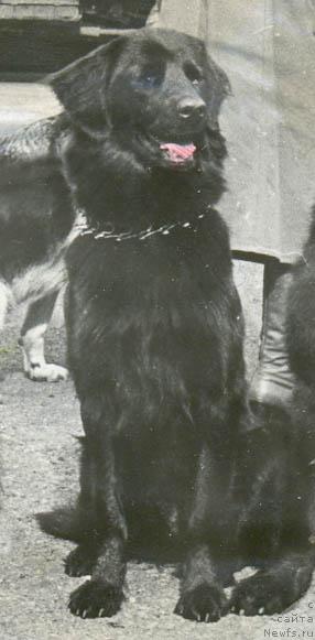 Фото: ньюфаундленд Djenni YEl' (Дженни Эль)