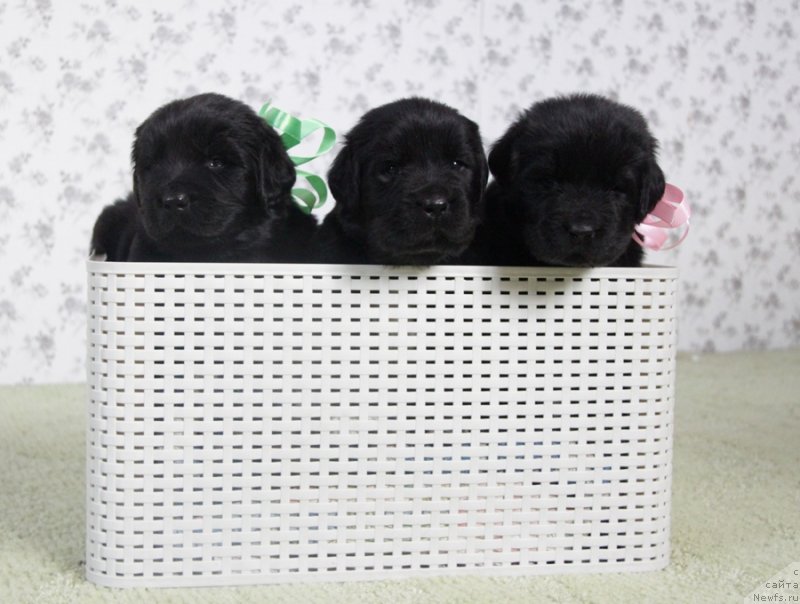 Фото: АС. Н...