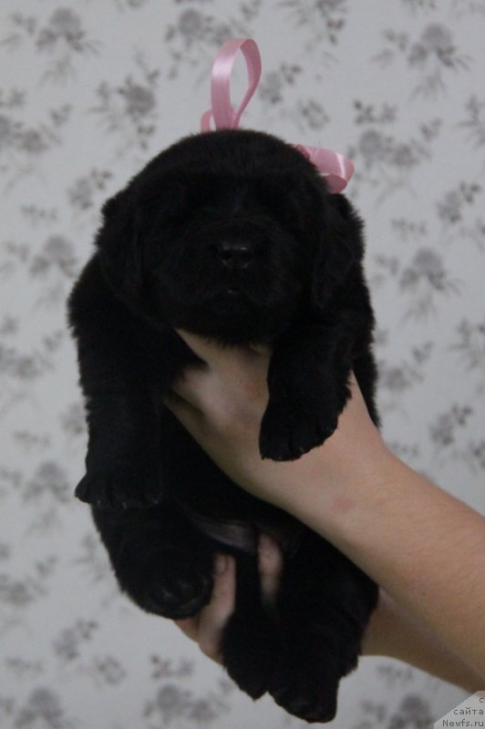 Фото: АС. Н...