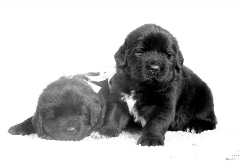 Фото: АС. Н...