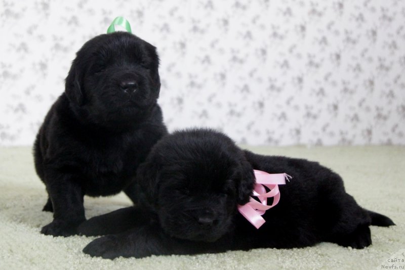 Фото: АС. Н...