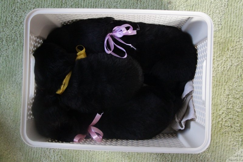 Фотография № 139109