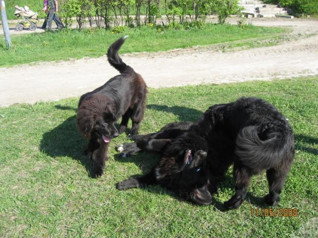 Фото: Бьянка, ньюфаундленд Barbara CHernyiy Bril'yant (Барбара Черный Брильянт), ньюфаундленд Bessi Vechernyaya Zvezda (Бесси Вечерняя Звезда)