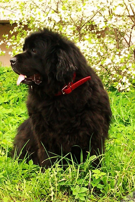 Фото: На фото наша Витуля (Вивайт флеш джинжер) от Татьяны Абутовой. В этом году нам исполнилось 10 лет., ньюфаундленд Vivaid Flash Ginger (Вивайд Флэш Джинджер)