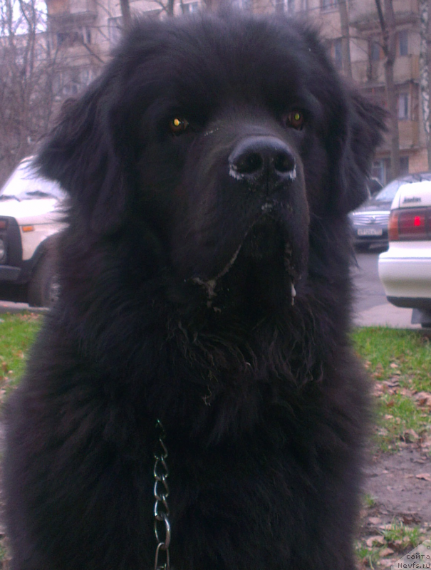 Фото: ньюфаундленд CHarl'z Balu Blek Biar (Чарльз Балу Блек Биар)