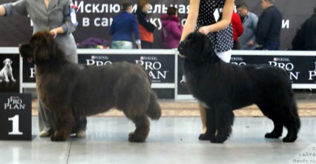 Фото: ньюфаундленд Akvian Song Insayd Mi Vord (Аквиан Сонг Инсайд Ми Ворд), ньюфаундленд Obush Shed Yakutia (Обуш Шед Якутия)