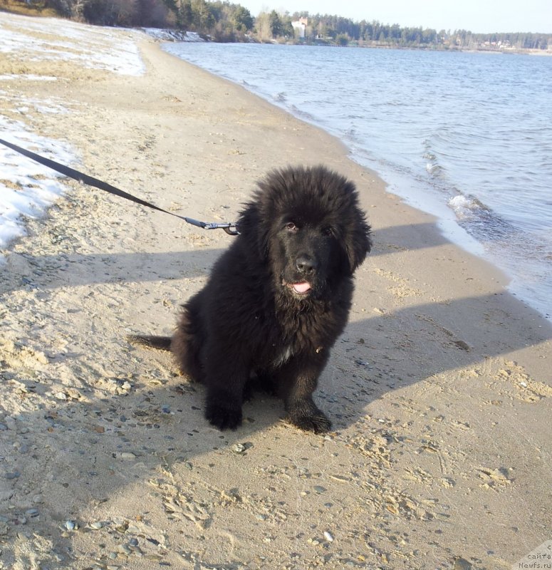Фото: ньюфаундленд Super Premium N'yu-York (Супер Премиум Нью-Йорк)