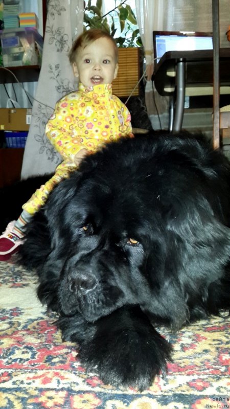 Фото: ньюфаундленд Ih Vyisochestvo Vladlena Madjiks (Их Высочество Владлена Маджикс), и Ромашка