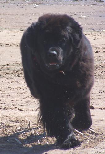 Фото: ньюфаундленд Arh B'yuti Oksi Svet (Арх Бьюти Окси Свет)