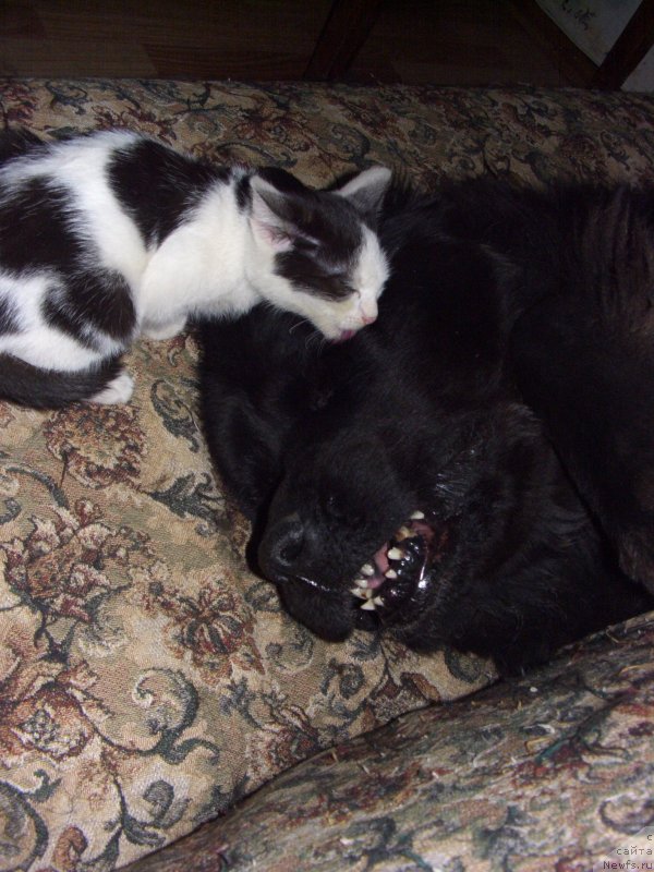 Фото: ньюфаундленд Lesnaya Skazka Lunnaya Sonata (Лесная Сказка Лунная Соната)