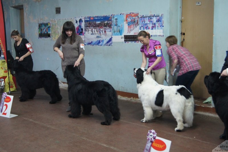 Фото: ньюфаундленд Sent Djons Ulrika (Сент Джонс Ульрика), ньюфаундленд Sent Djons Carevna Lebed (Сент Джонс Царевна Лебедь)