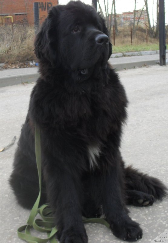 Фотография № 139162