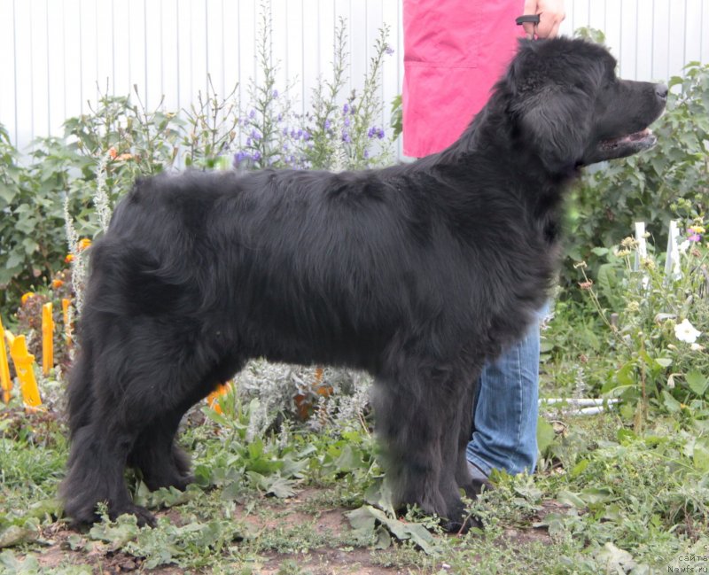 Фото: ньюфаундленд Sibirochka Super Star (Сибирочка Супер Стар)