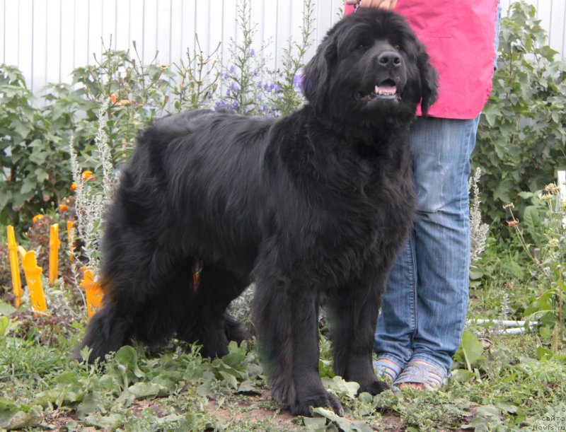 Фото: ньюфаундленд Sibirochka Super Star (Сибирочка Супер Стар)