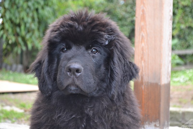 Фото: ньюфаундленд Talisman Morya Magiya Voln (Талисман Моря Магия Волн)