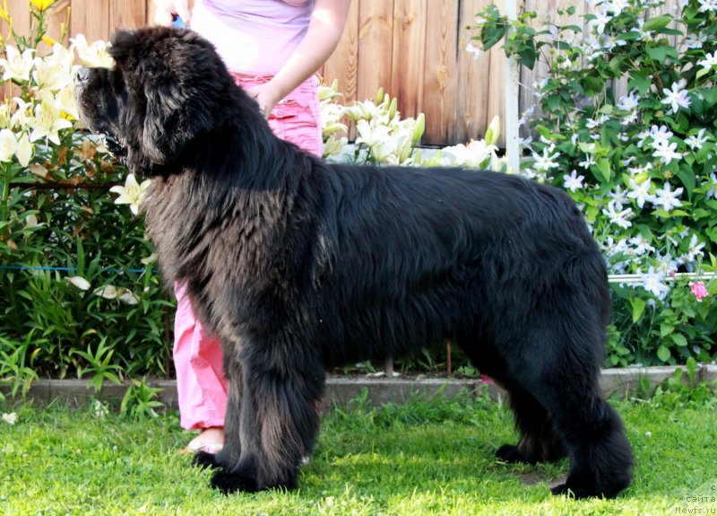 Фото: ньюфаундленд Moon Brook Aristocrat (Моон Броок Аристократ)
