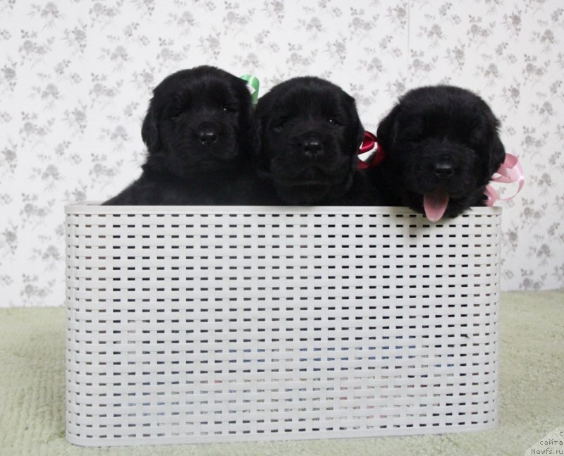 Фото: Аквиан Сонг Н.