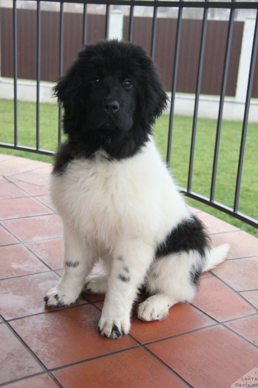 Фото: ньюфаундленд Akvian Song Montana (Аквиан Сонг Монтана)