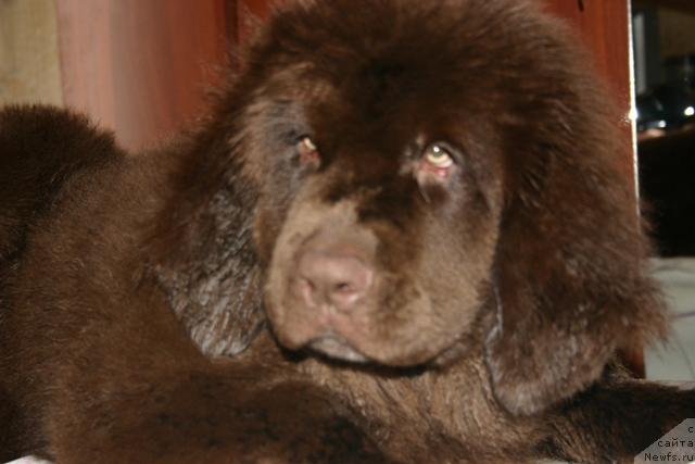 Фото: ньюфаундленд Zolushka Hrustal'naya Tufel'ka (Золушка Хрустальная Туфелька)