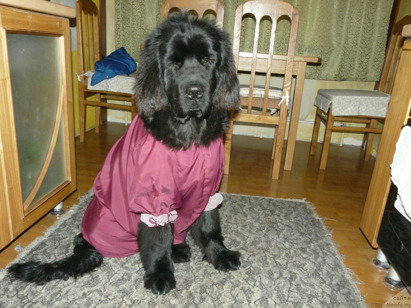 Фото: ньюфаундленд Urman iz Plemeni Kedra (Урман из Племени Кедра)