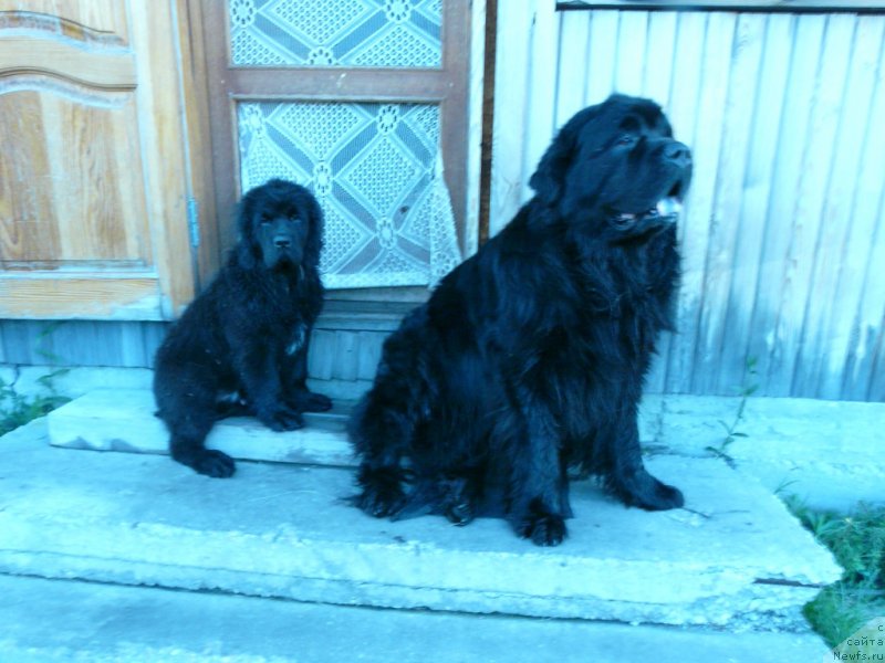 Фото: ньюфаундленд Simuran ot Sibirskogo Medvedya (Симуран от Сибирского Медведя), ньюфаундленд Urman iz Plemeni Kedra (Урман из Племени Кедра)