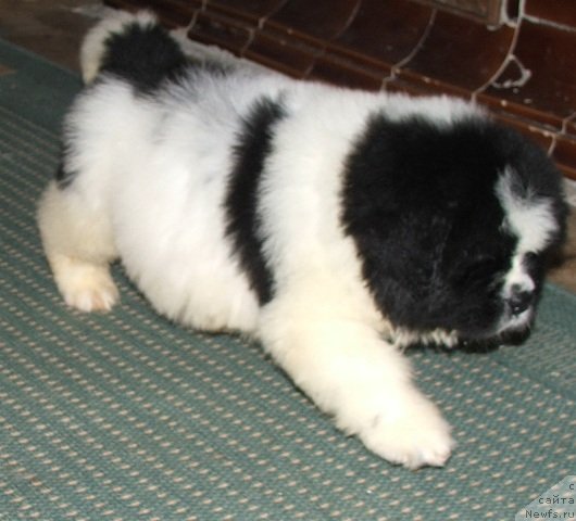 Фото: ньюфаундленд Plushevaya Panda Eros (Плюшевая Панда Эрос)