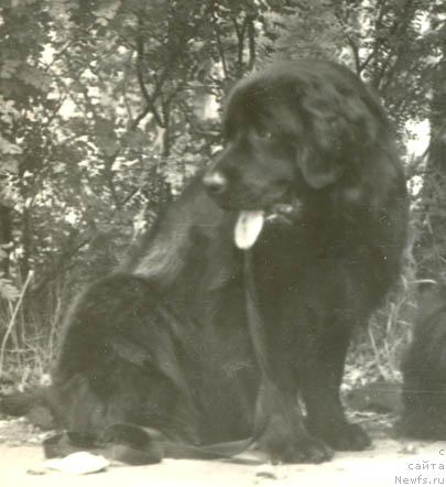 Фото: ньюфаундленд Krezi Marchell (Крези Марчелл)