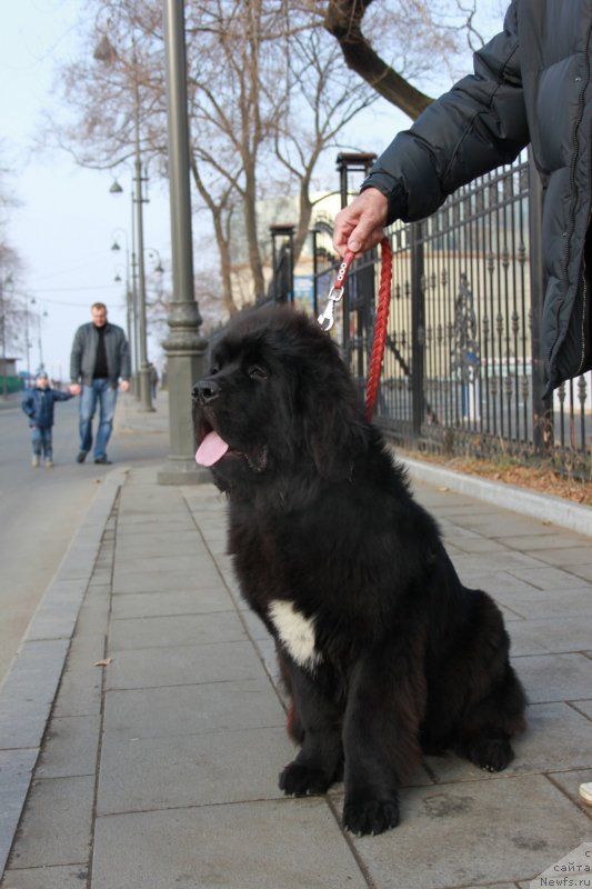 Фото: ньюфаундленд Sent Djons Zhirar Remi (Сент Джонс Жирар Реми), YUriy Rahtienko (Юрий Рахтиенко)