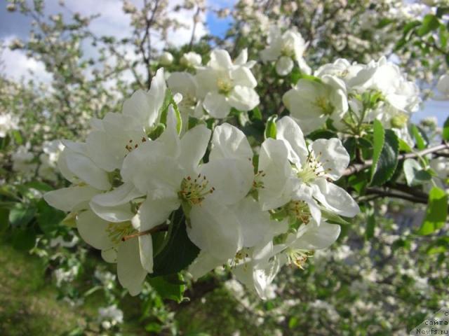 Фотография № 13921