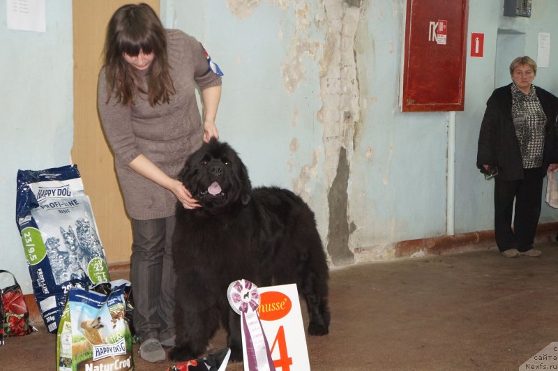 Фото: ньюфаундленд Toptyijka Don Kihot (Топтыжка Дон Кихот)