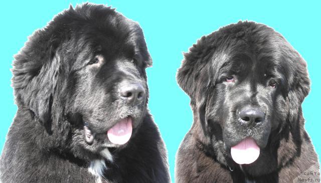 Фото: ньюфаундленд Smigar Shalovlivy Medved (Смигар Шаловливый Медведь), ньюфаундленд Smigar Shelkovaya Noch (Смигар Шелковая Ночь)