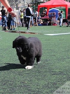 Фотография № 139253