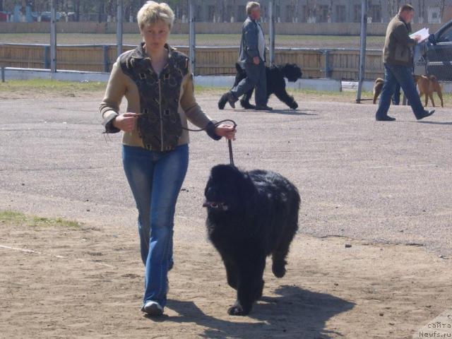 Фото: ньюфаундленд Ryabinushka ot Sibirskogo Medvedya (Рябинушка от Сибирского Медведя)